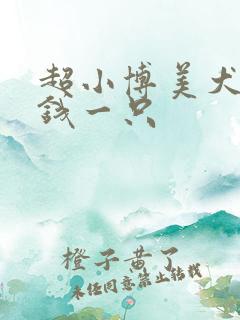 超小博美犬多少钱一只