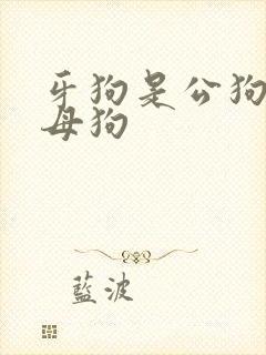 牙狗是公狗还是母狗 牙狗是公狗还是母狗