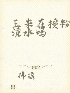 玉米在授粉期能浇水吗