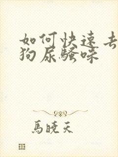 如何快速去除狗狗尿骚味