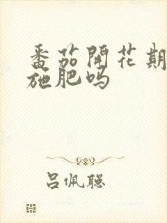 番茄开花期需要施肥吗