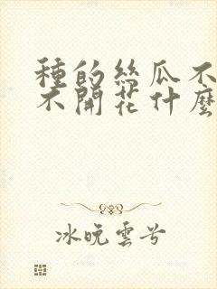 种的丝瓜不结瓜不开花什么原因