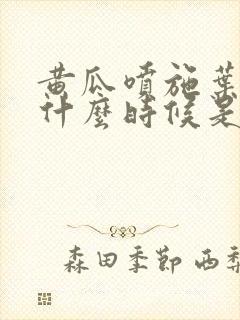 黄瓜喷施叶面肥什么时候是最佳时期