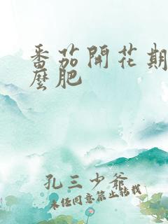 番茄开花期施什么肥