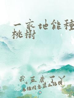 一亩地能种多少桃树