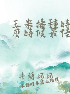 玉米播种时间什么时候最佳