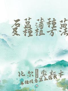 石菖蒲种苗价格及种植方法