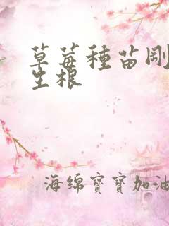 草莓种苗刚栽用生根 草莓种苗刚栽用生根