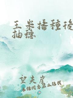 玉米播种后多久抽穗 玉米播种后多久抽穗