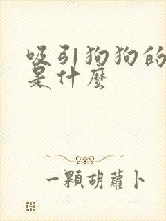 吸引狗狗的声音是什么