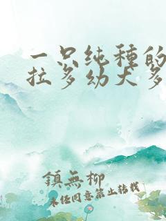 一只纯种的拉布拉多幼犬多少钱