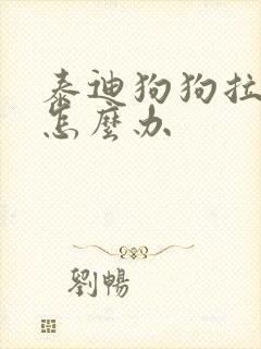 泰迪狗狗拉软便怎么办