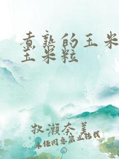 煮熟的玉米剥成玉米粒
