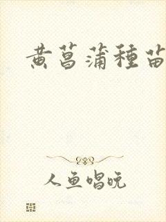 黄菖蒲种苗价位