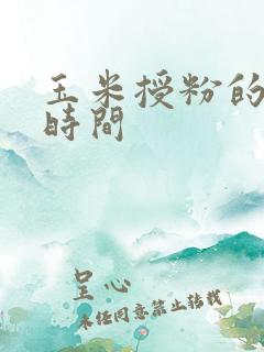 玉米授粉的最佳时间