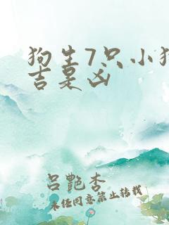 狗生7只小狗是吉是凶 狗生7只小狗是吉是凶