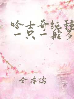 哈士奇纯种幼犬一只一般多少钱