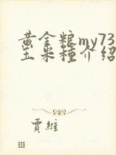黄金粮my73玉米种介绍