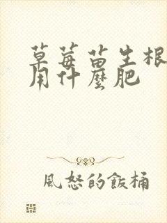 草莓苗生根壮苗用什么肥