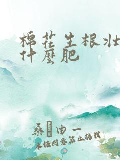 棉花生根壮苗用什么肥 棉花生根壮苗用什么肥