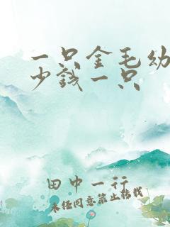 一只金毛幼犬多少钱一只