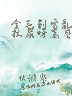 金毛到处乱拉屎拉尿呀怎么办呀