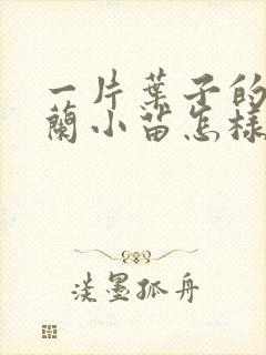 一片叶子的君子兰小苗怎样养
