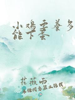 小鸡要养多久才能下蛋