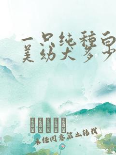一只纯种白色博美幼犬多少钱