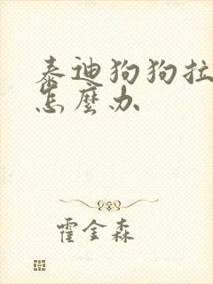 泰迪狗狗拉软便怎么办