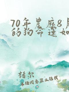 70年农历8月的狗命运如何