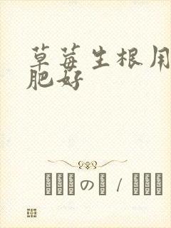 草莓生根用什么肥好