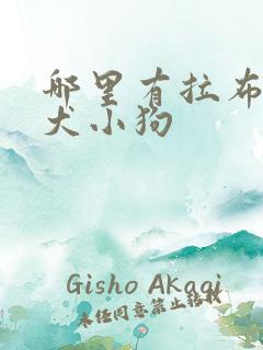 哪里有拉布拉多犬小狗