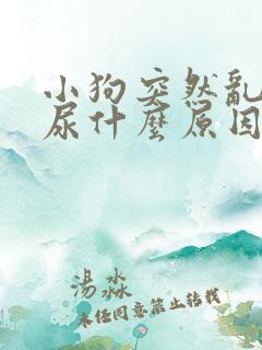 小狗突然乱拉乱尿什么原因