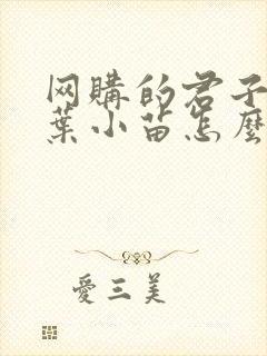 网购的君子兰一叶小苗怎么养 网购的君子兰一叶小苗怎么养