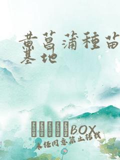黄菖蒲种苗种植基地