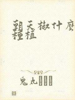 朝天椒什么时候种植