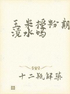 玉米授粉期可以浇水吗