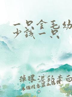 一只金毛幼犬多少钱一只 一只金毛幼犬多少钱一只