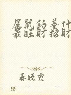 属鼠的养什么花最旺财招财