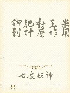 钾肥对玉米能起到什么作用