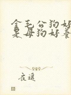 金毛公狗好养还是母狗好养