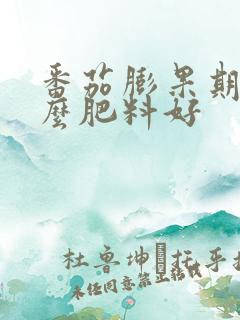 番茄膨果期用什么肥料好
