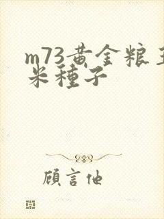 m73黄金粮玉米种子