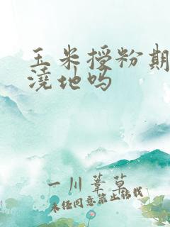 玉米授粉期可以浇地吗