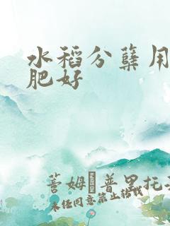 水稻分蘖用什么肥好
