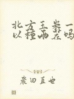 北方玉米一年可以种两茬吗 北方玉米一年可以种两茬吗