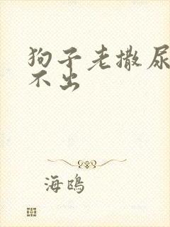 狗子老撒尿但尿不出