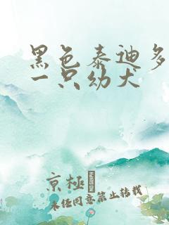 黑色泰迪多少钱一只幼犬