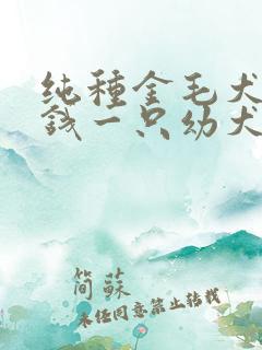 纯种金毛犬多少钱一只幼犬